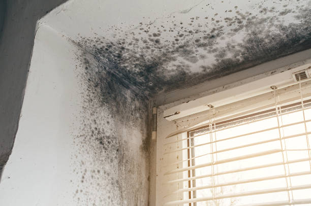 Affordable Mold Removal solutions in Battle Ground, WA